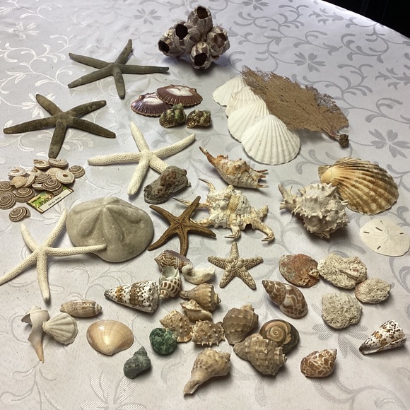 Sea Shells ABSOLUTELY AMAZING LOT. MUST SEE RARE ONES TOO LOT#Z
